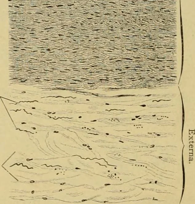 An illustration from Sthohr's histology : arranged upon an embroyological basis, 1906, leaf 141