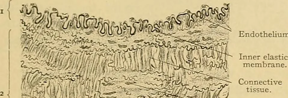 An illustration from Sthohr's histology : arranged upon an embroyological basis, 1906, leaf 142