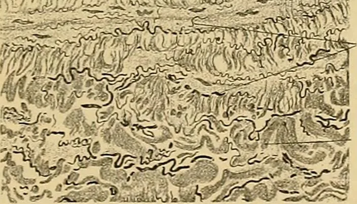 An illustration from Sthohr's histology : arranged upon an embroyological basis, 1906, leaf 142