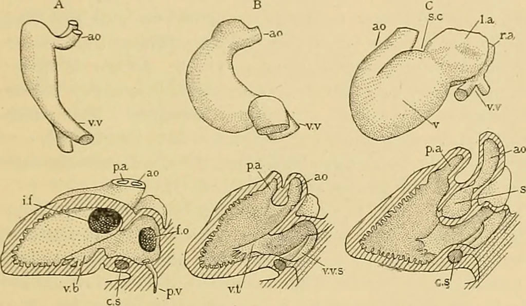 An illustration from Sthohr's histology : arranged upon an embroyological basis, 1906, leaf 144