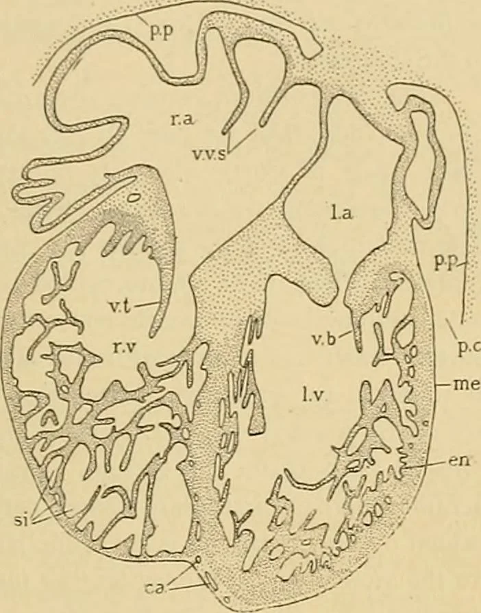 An illustration from Sthohr's histology : arranged upon an embroyological basis, 1906, leaf 146