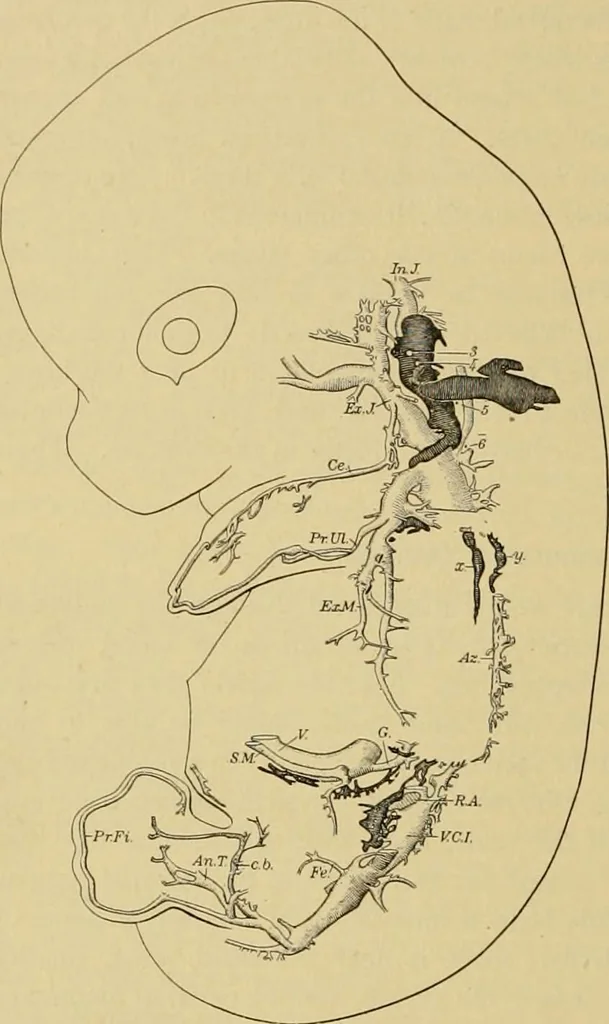 An illustration from Sthohr's histology : arranged upon an embroyological basis, 1906, leaf 149