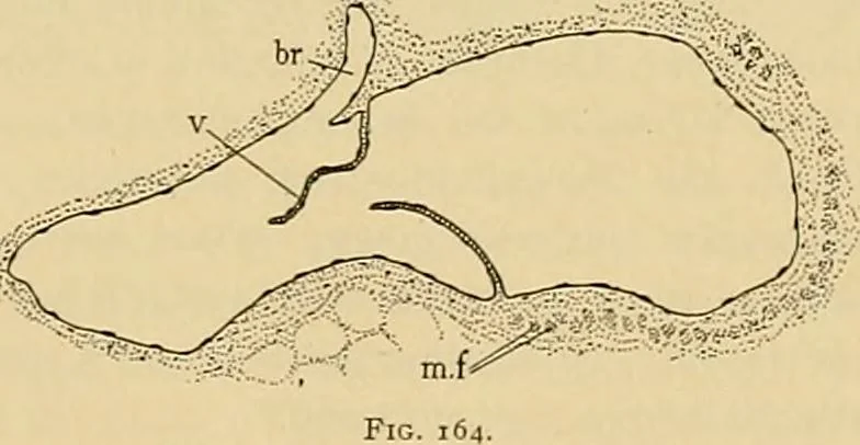 An illustration from Sthohr's histology : arranged upon an embroyological basis, 1906, leaf 150
