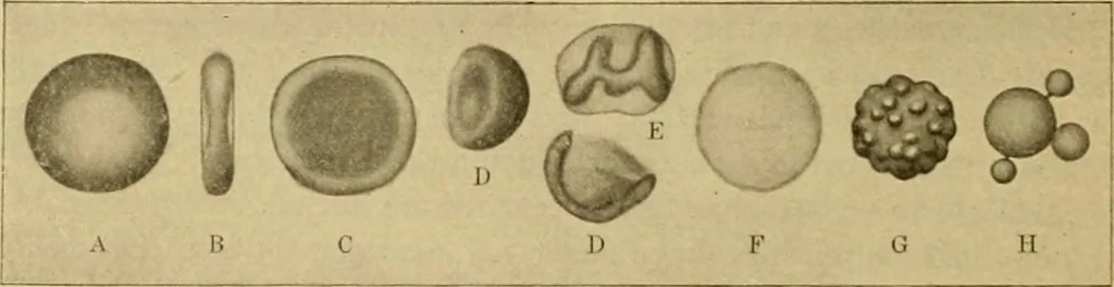 An illustration from Sthohr's histology : arranged upon an embroyological basis, 1906, leaf 153