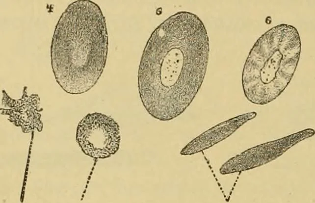 An illustration from Sthohr's histology : arranged upon an embroyological basis, 1906, leaf 155