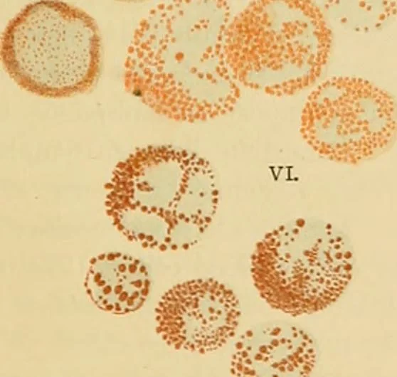 An illustration from Sthohr's histology : arranged upon an embroyological basis, 1906, leaf 158