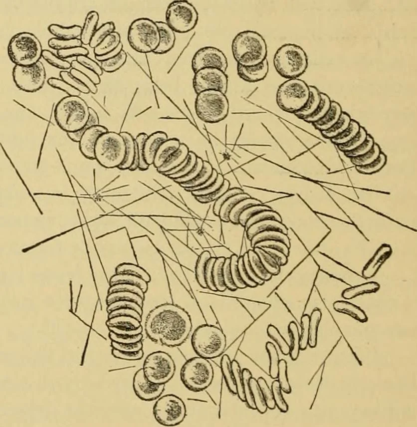 An illustration from Sthohr's histology : arranged upon an embroyological basis, 1906, leaf 161