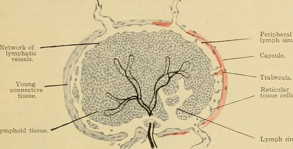 An illustration from Sthohr's histology : arranged upon an embroyological basis, 1906, leaf 166