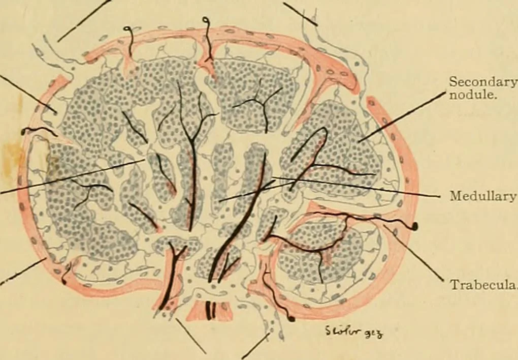 An illustration from Sthohr's histology : arranged upon an embroyological basis, 1906, leaf 166