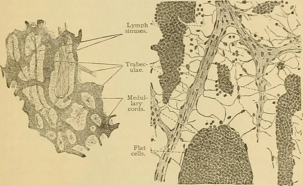 An illustration from Sthohr's histology : arranged upon an embroyological basis, 1906, leaf 168