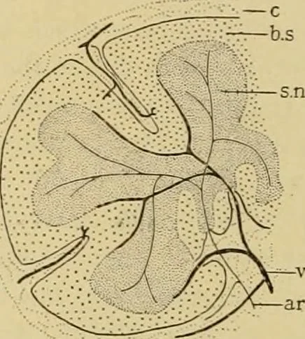 An illustration from Sthohr's histology : arranged upon an embroyological basis, 1906, leaf 171