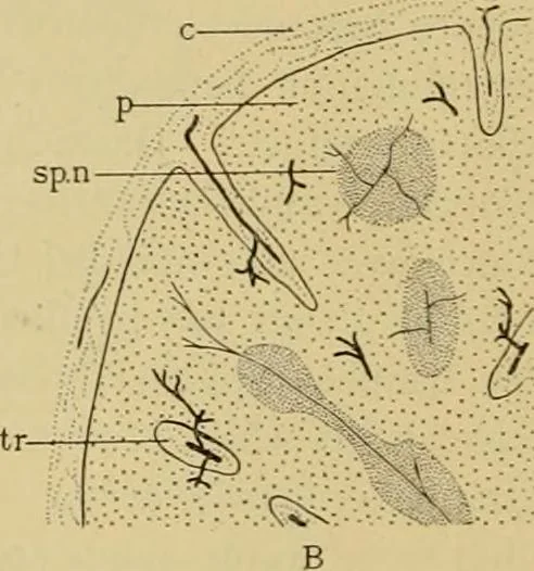 An illustration from Sthohr's histology : arranged upon an embroyological basis, 1906, leaf 171
