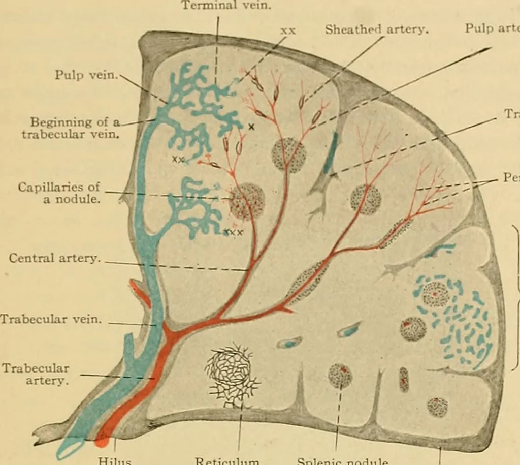 An illustration from Sthohr's histology : arranged upon an embroyological basis, 1906, leaf 172