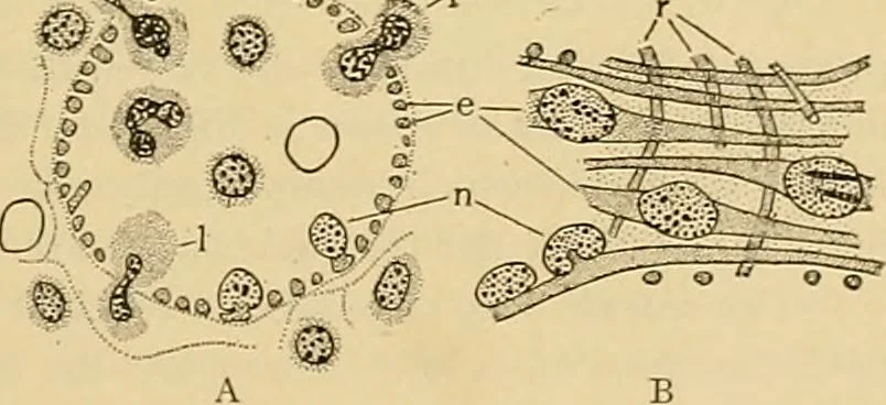 An illustration from Sthohr's histology : arranged upon an embroyological basis, 1906, leaf 172