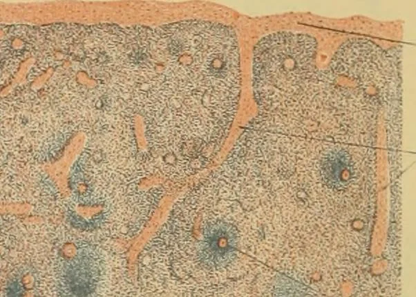 An illustration from Sthohr's histology : arranged upon an embroyological basis, 1906, leaf 173