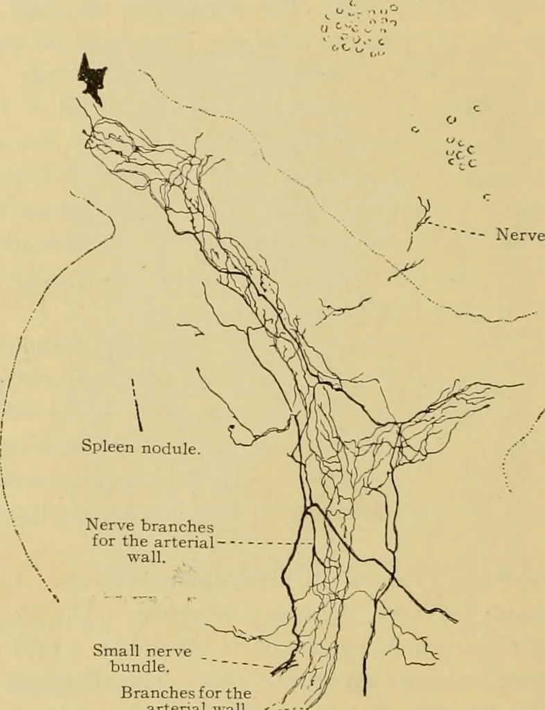 An illustration from Sthohr's histology : arranged upon an embroyological basis, 1906, leaf 175