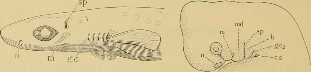 An illustration from Sthohr's histology : arranged upon an embroyological basis, 1906, leaf 177