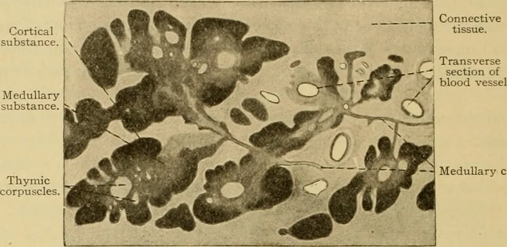 An illustration from Sthohr's histology : arranged upon an embroyological basis, 1906, leaf 181