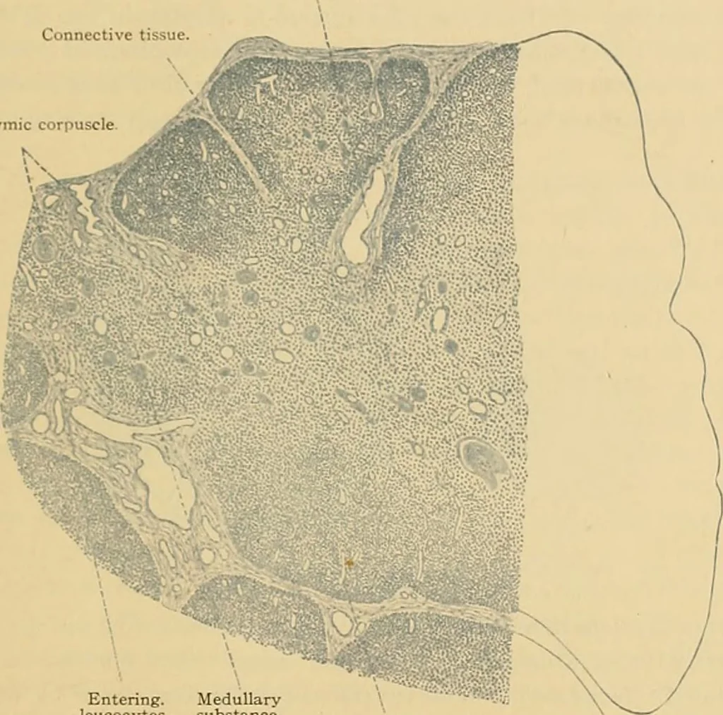 An illustration from Sthohr's histology : arranged upon an embroyological basis, 1906, leaf 182