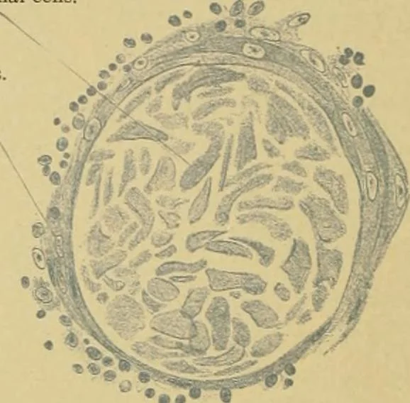 An illustration from Sthohr's histology : arranged upon an embroyological basis, 1906, leaf 183