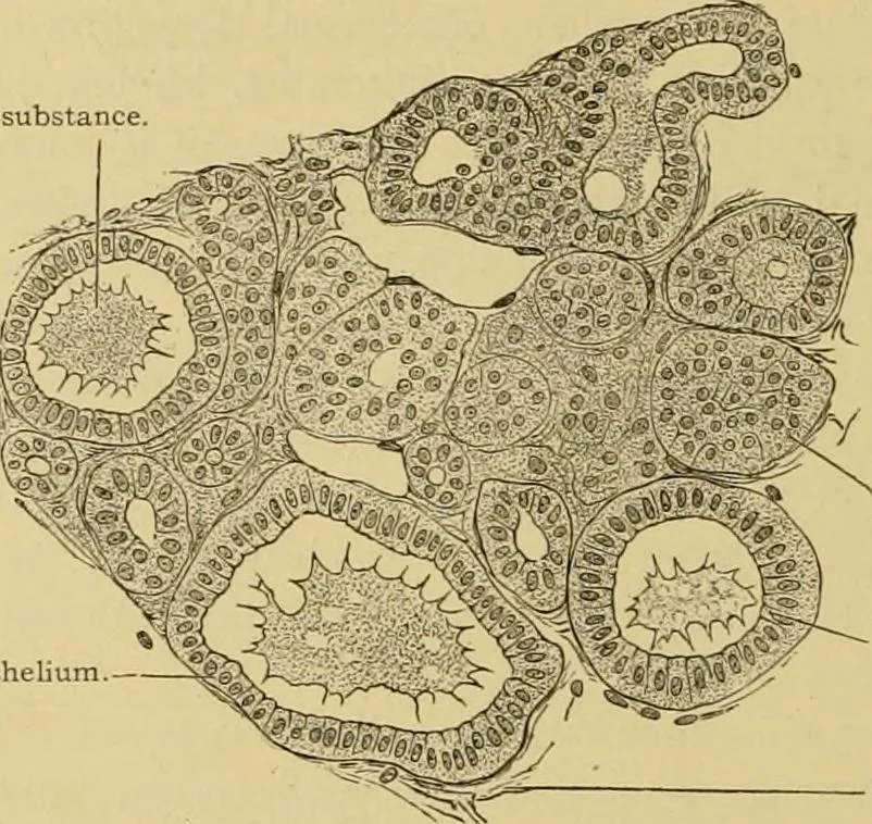 An illustration from Sthohr's histology : arranged upon an embroyological basis, 1906, leaf 185