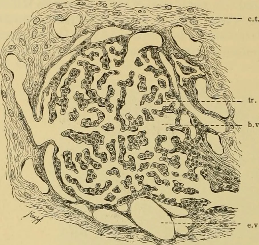 An illustration from Sthohr's histology : arranged upon an embroyological basis, 1906, leaf 187