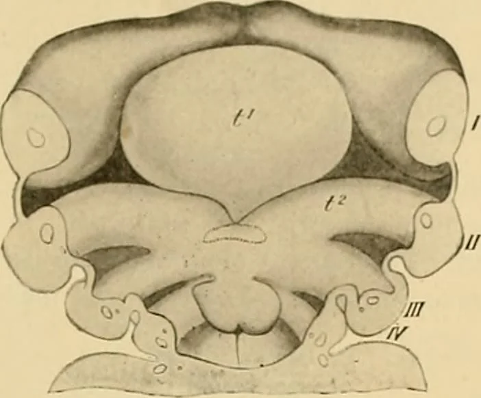 An illustration from Sthohr's histology : arranged upon an embroyological basis, 1906, leaf 188