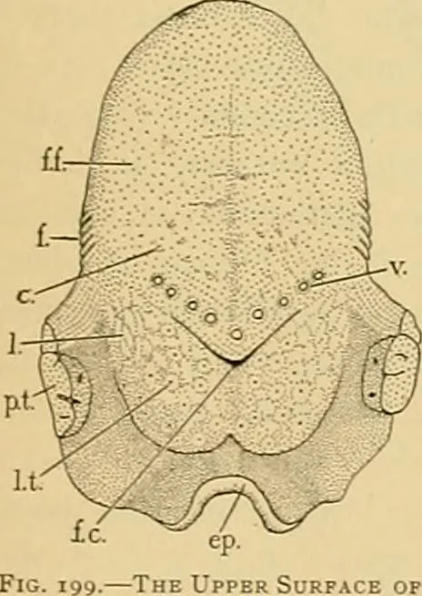 An illustration from Sthohr's histology : arranged upon an embroyological basis, 1906, leaf 188