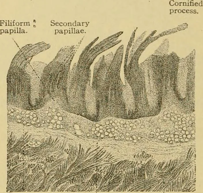 An illustration from Sthohr's histology : arranged upon an embroyological basis, 1906, leaf 189