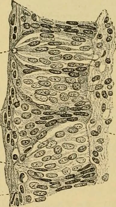 An illustration from Sthohr's histology : arranged upon an embroyological basis, 1906, leaf 191