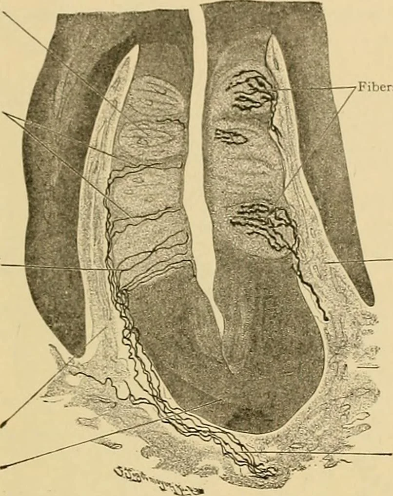 An illustration from Sthohr's histology : arranged upon an embroyological basis, 1906, leaf 192