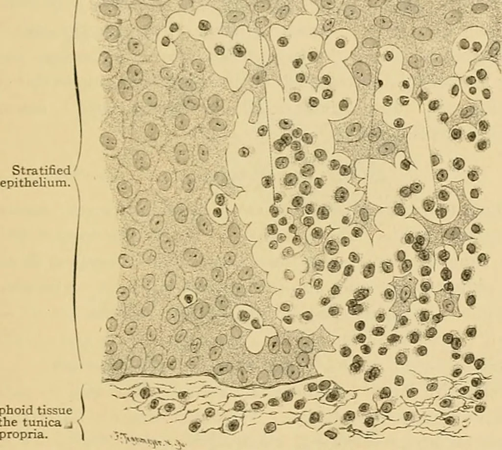 An illustration from Sthohr's histology : arranged upon an embroyological basis, 1906, leaf 194