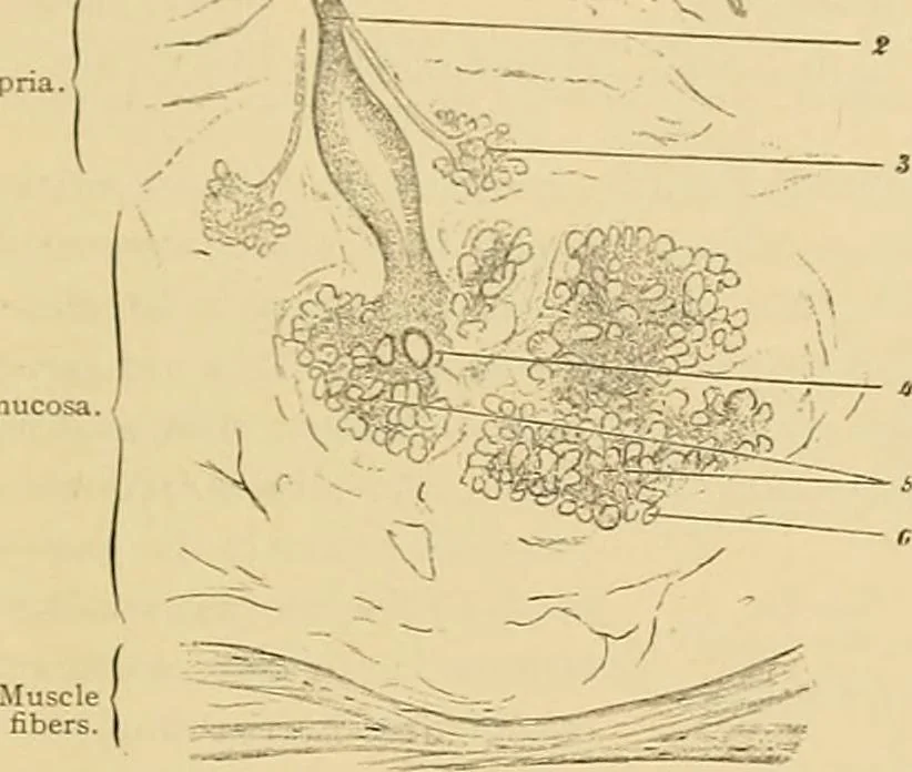 An illustration from Sthohr's histology : arranged upon an embroyological basis, 1906, leaf 196
