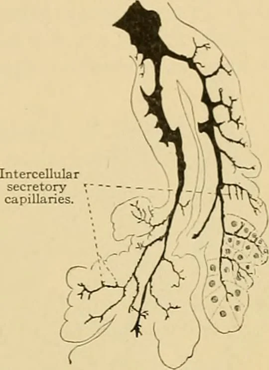 An illustration from Sthohr's histology : arranged upon an embroyological basis, 1906, leaf 198