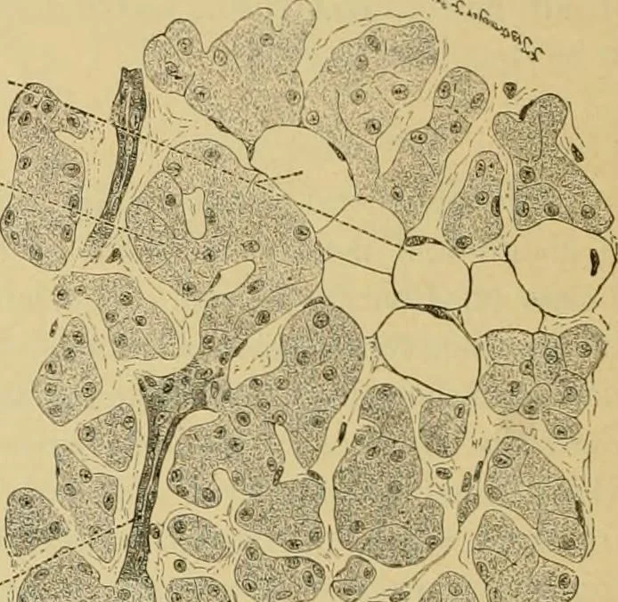 An illustration from Sthohr's histology : arranged upon an embroyological basis, 1906, leaf 199