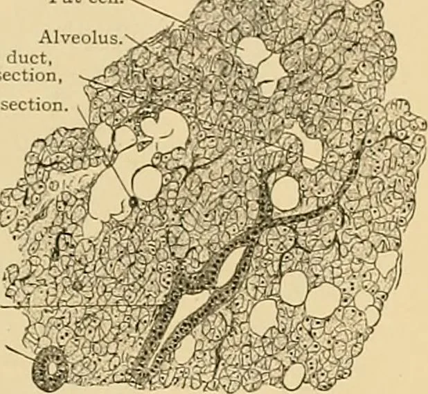 An illustration from Sthohr's histology : arranged upon an embroyological basis, 1906, leaf 200