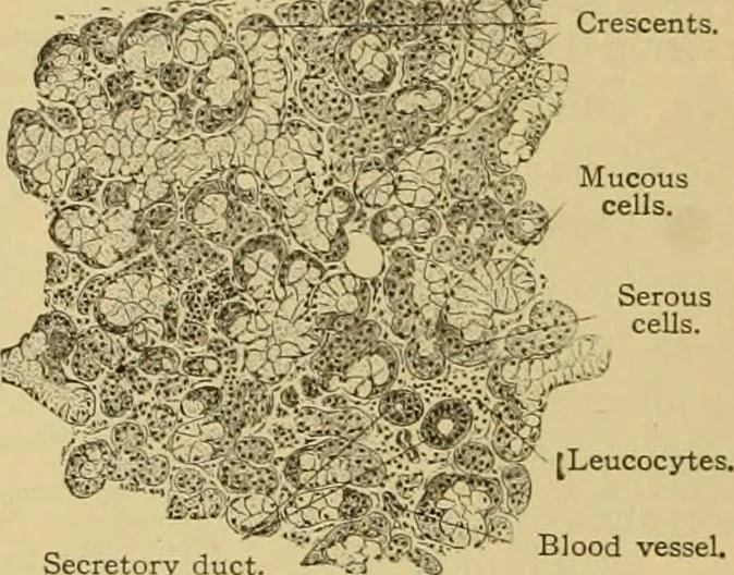 An illustration from Sthohr's histology : arranged upon an embroyological basis, 1906, leaf 201