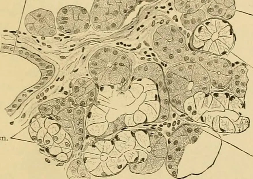 An illustration from Sthohr's histology : arranged upon an embroyological basis, 1906, leaf 202