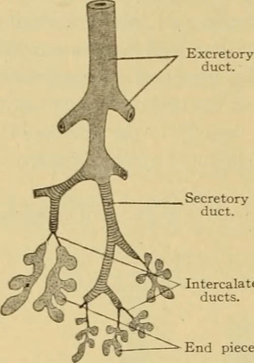 An illustration from Sthohr's histology : arranged upon an embroyological basis, 1906, leaf 203