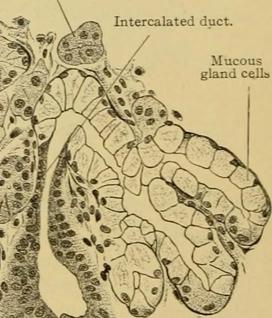 An illustration from Sthohr's histology : arranged upon an embroyological basis, 1906, leaf 203