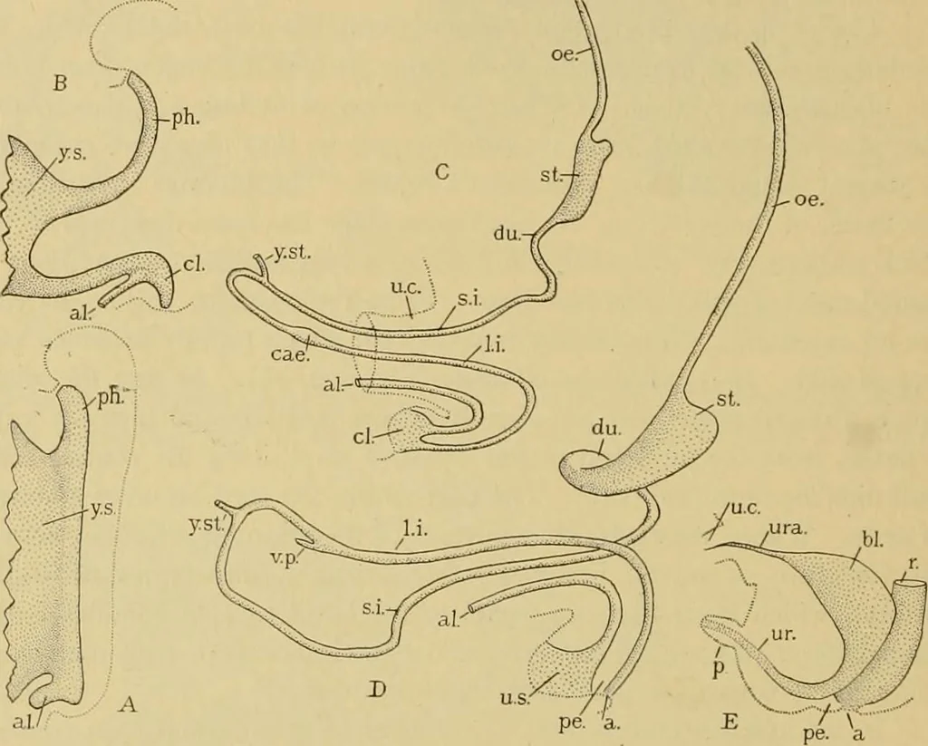 An illustration from Sthohr's histology : arranged upon an embroyological basis, 1906, leaf 205
