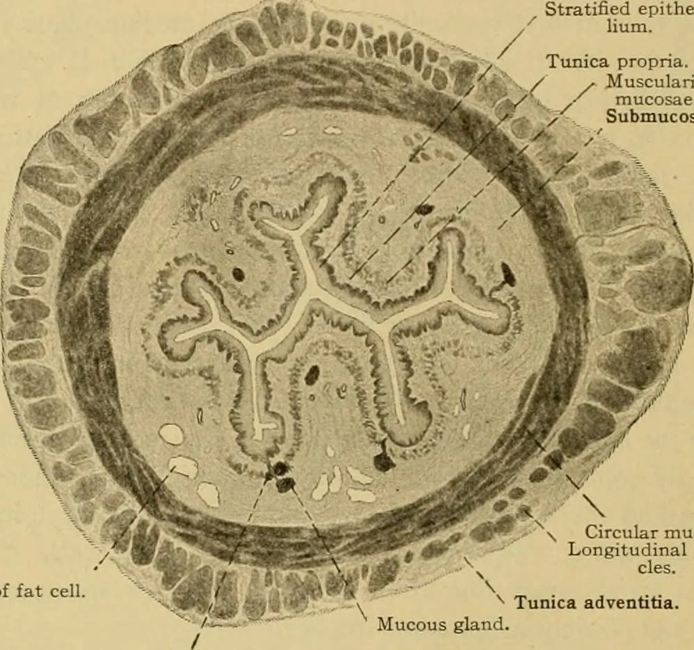 An illustration from Sthohr's histology : arranged upon an embroyological basis, 1906, leaf 207
