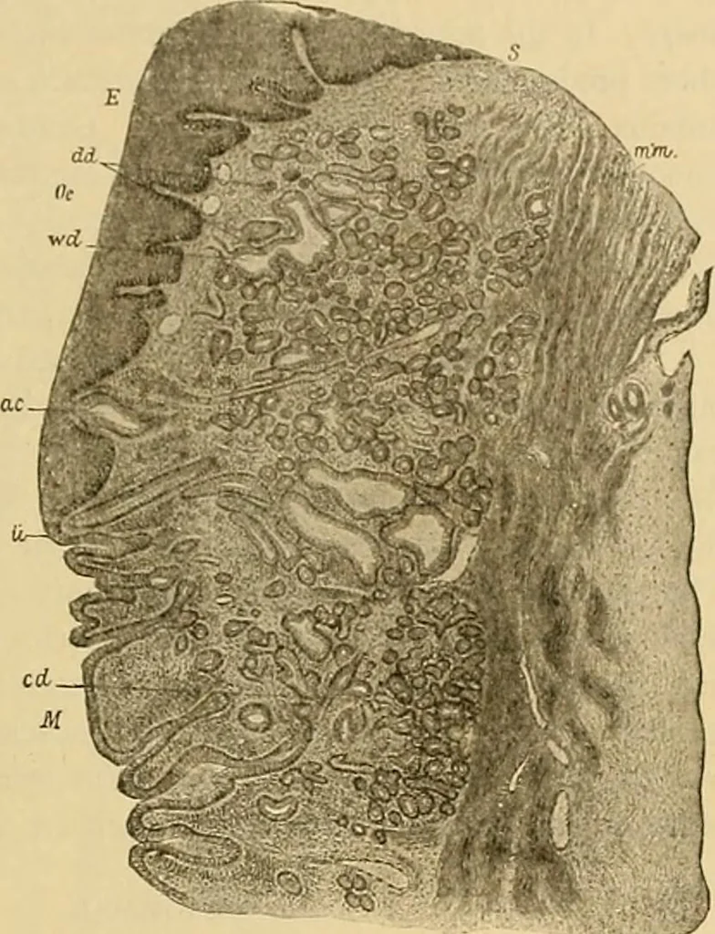 An illustration from Sthohr's histology : arranged upon an embroyological basis, 1906, leaf 208