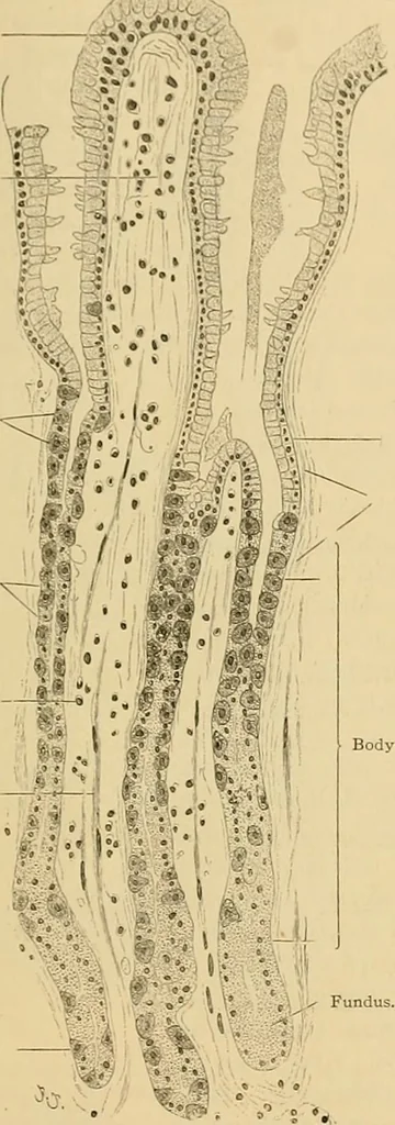 An illustration from Sthohr's histology : arranged upon an embroyological basis, 1906, leaf 210