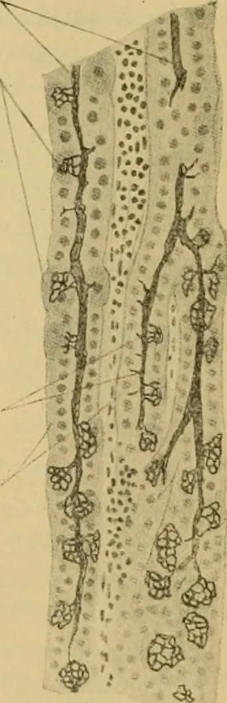 An illustration from Sthohr's histology : arranged upon an embroyological basis, 1906, leaf 211