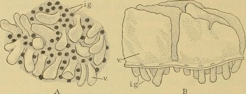 An illustration from Sthohr's histology : arranged upon an embroyological basis, 1906, leaf 215