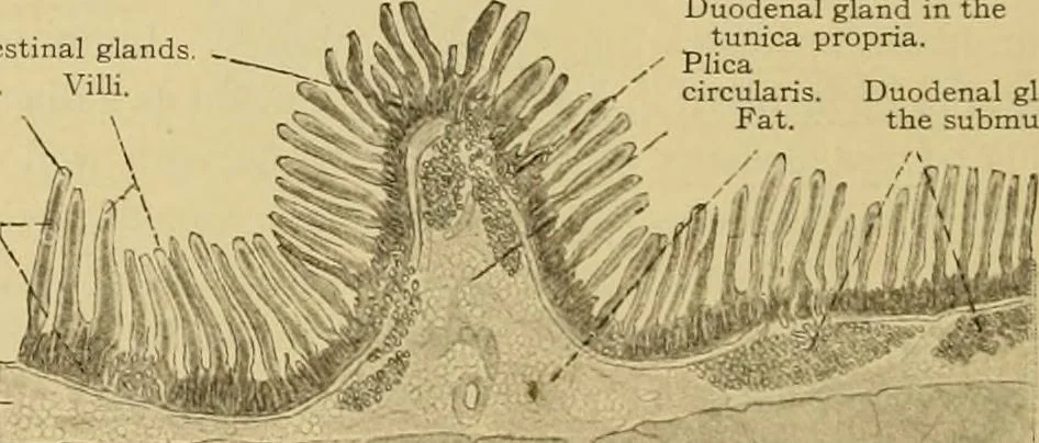 An illustration from Sthohr's histology : arranged upon an embroyological basis, 1906, leaf 215