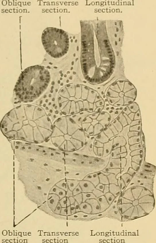 An illustration from Sthohr's histology : arranged upon an embroyological basis, 1906, leaf 216
