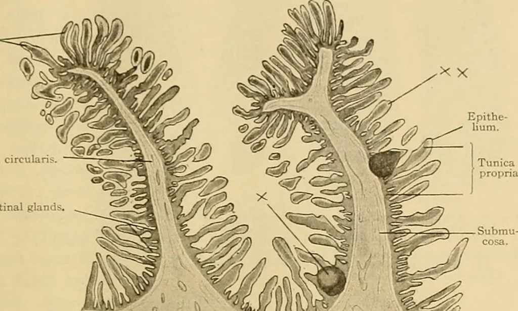 An illustration from Sthohr's histology : arranged upon an embroyological basis, 1906, leaf 218