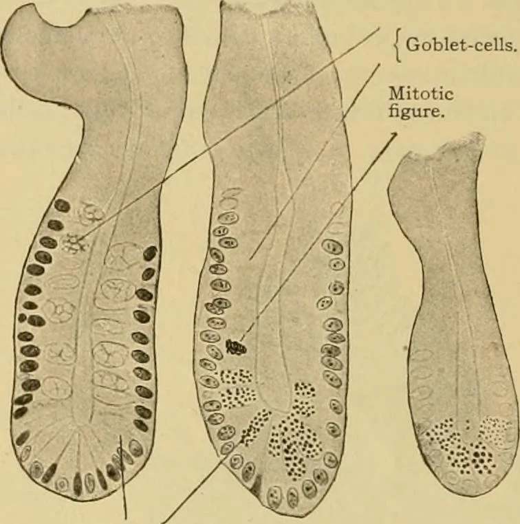 An illustration from Sthohr's histology : arranged upon an embroyological basis, 1906, leaf 219